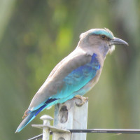 Indochinese Roller